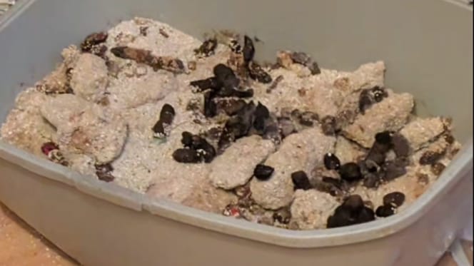 Übervolle Katzentoilette