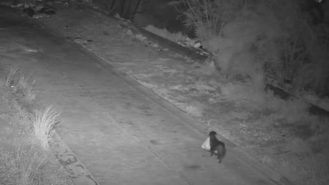 Überwachungskamera filmt Hund mit Müllbeutel