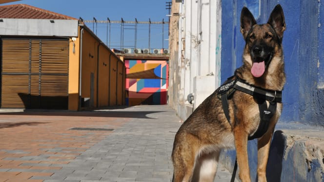Uit onderzoek blijkt dat stroomhalsbanden nog altijd gebruikt worden bij opleiding politiehond