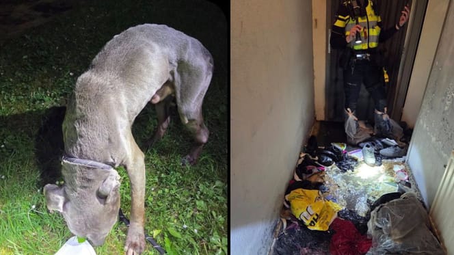 Uitgemergelde en angstige hond uit woning in Sittard gehaald