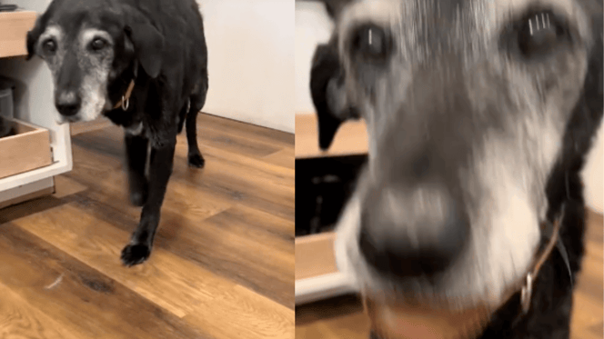 Letzte Nacht eines sterbenden Hundes