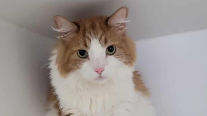 Un adorable chat roux et blanc
