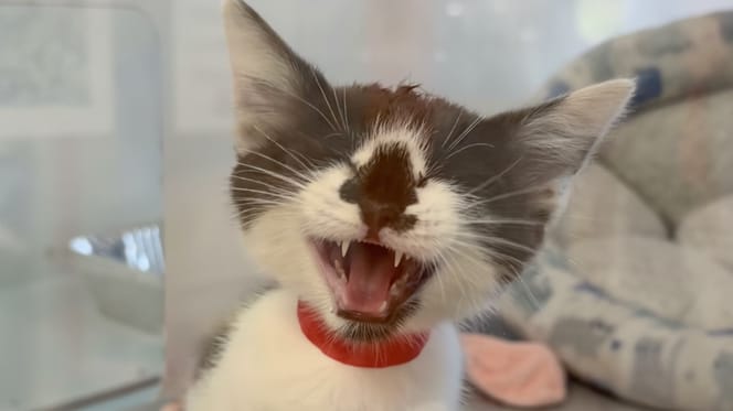 An adorable kitten with a rare coat