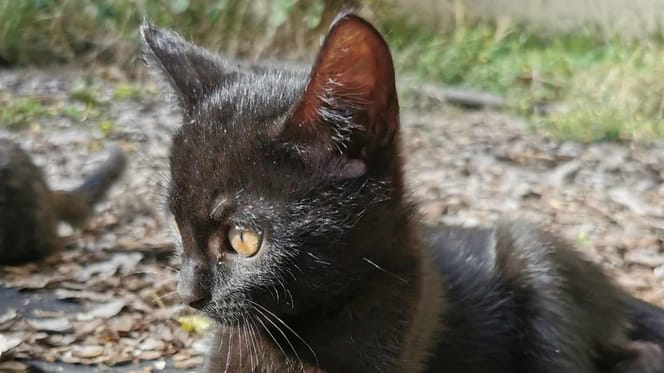 Een schattig zwart kitten