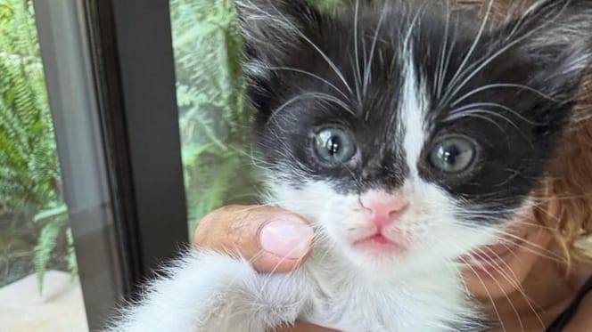 Un adorable chaton noir et blanc