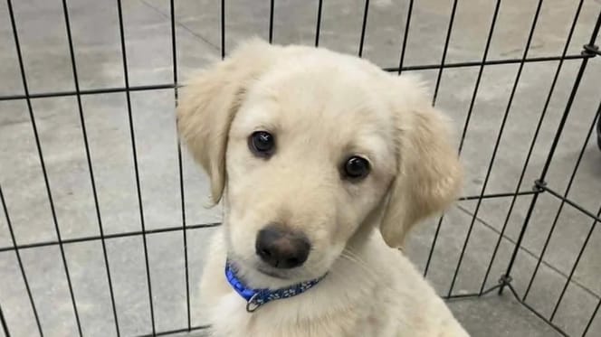 Un adorable chiot qui ressemble à un Golden