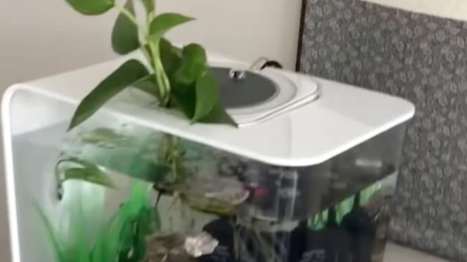 Un aquarium