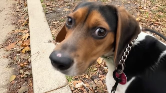 Ein Beagle bei seinem ersten Spaziergang