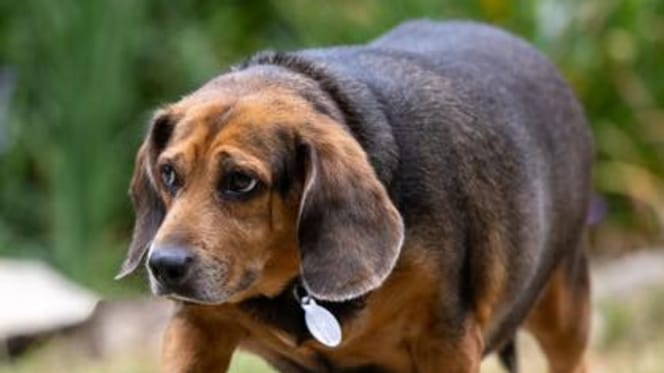 Un Beagle en surpoids