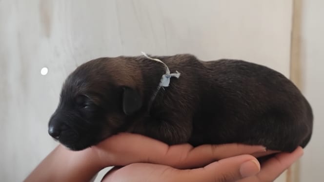 Un cucciolo abbandonato