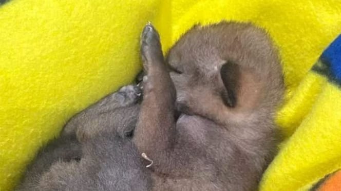Un bebé coyote encontrado al borde de la carretera