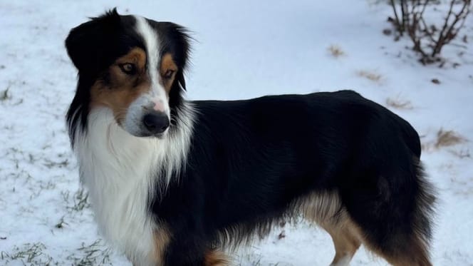 Porzucony owczarek australijski