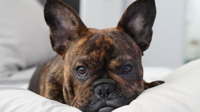 Un bouledogue français
