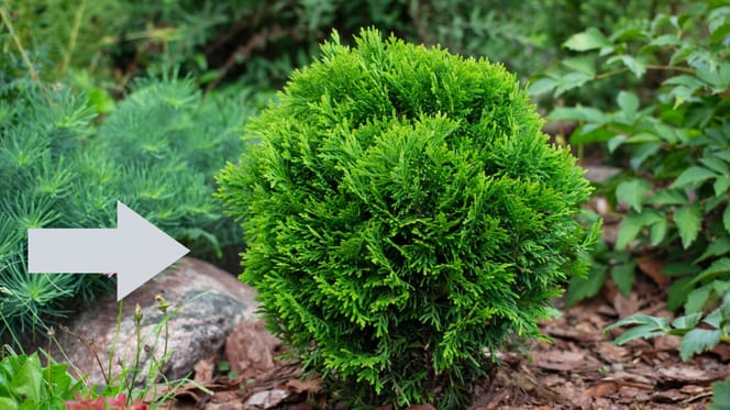 Ein Busch in einem Garten