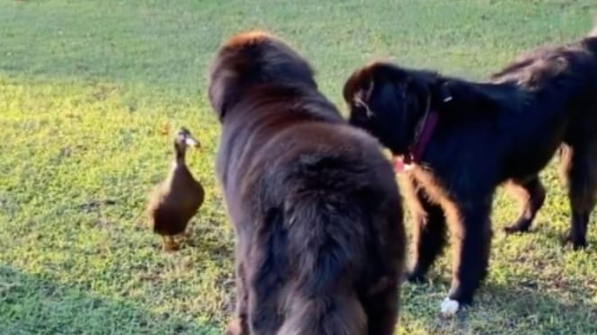 A duck and two dogs
