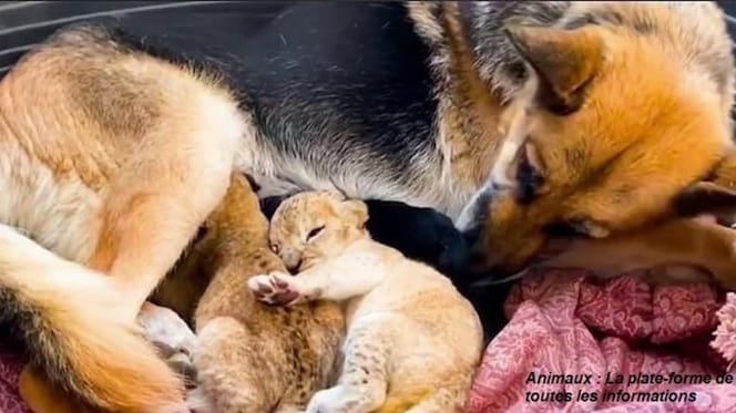 Leona rechaza a sus cachorros