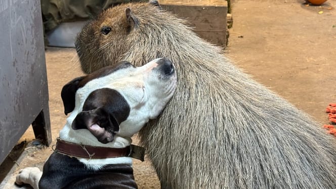 Capybara Scales Fences To Be With His Best Friend A Dog Capybara Scales Fences To Be With His Best Friend A Dog