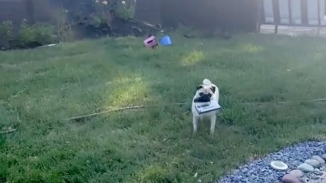 Ein Mops im heimischen Garten