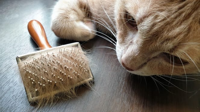 Un chat à côté d'une brosse