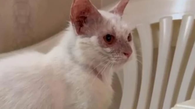 Un chat abandonné