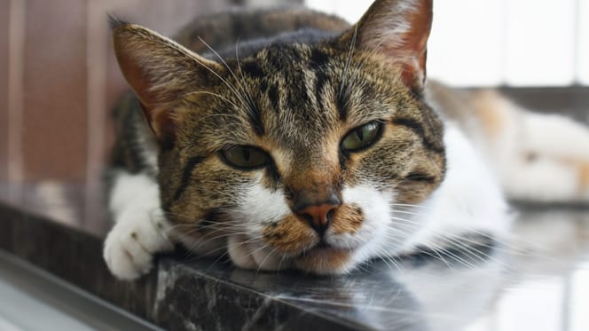 Un chat allongé par terre