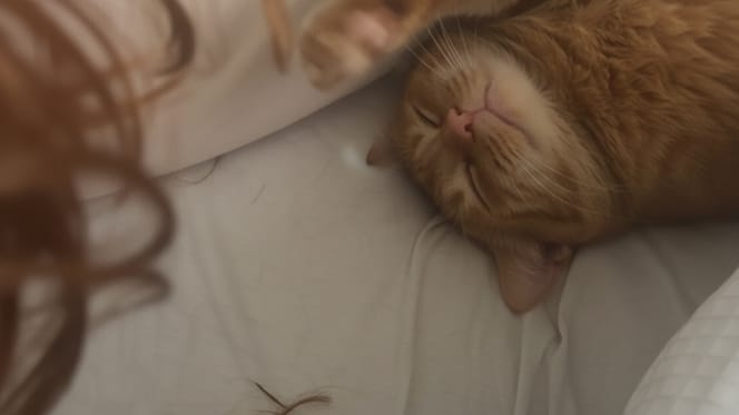 Un gatto sdraiato su un letto vicino a dei capelli