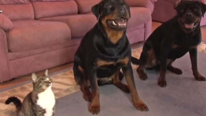 Un gatto seduto accanto a due Rottweiler