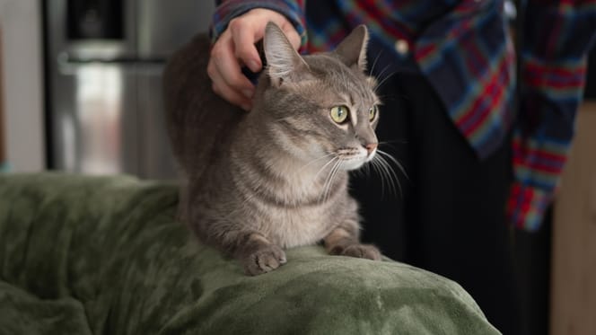 Un chat assis sur un canapé