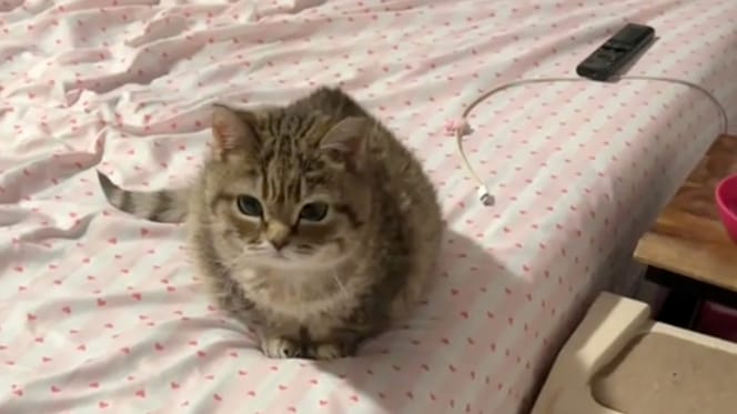 Eine Katze mit Zwergwuchs