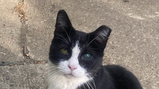 Un chat au regard voilé