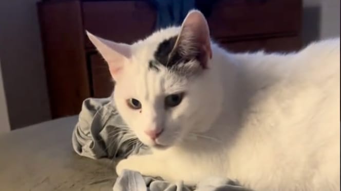 Un chat blanc allongé