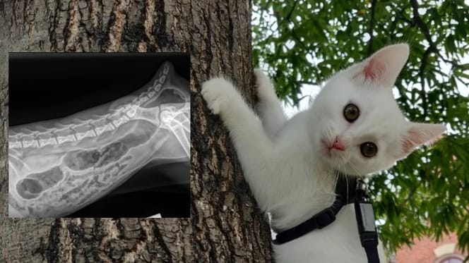 Un chat blanc dans un arbre