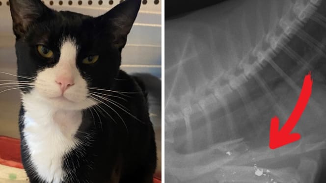 Un chat blessé par balles
