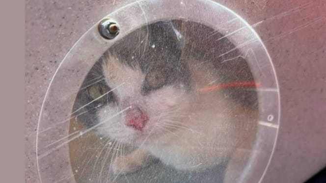 Un chat caché dans un bateau