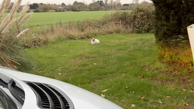 Un chat dans l'herbe