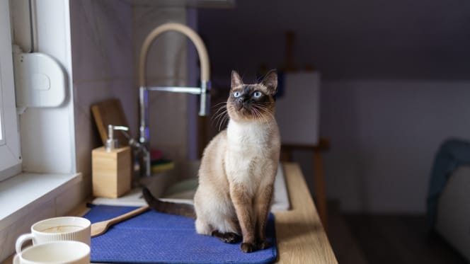 un chat dans une cuisine