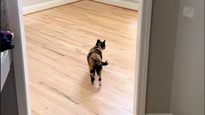 Un chat dans une maison vide