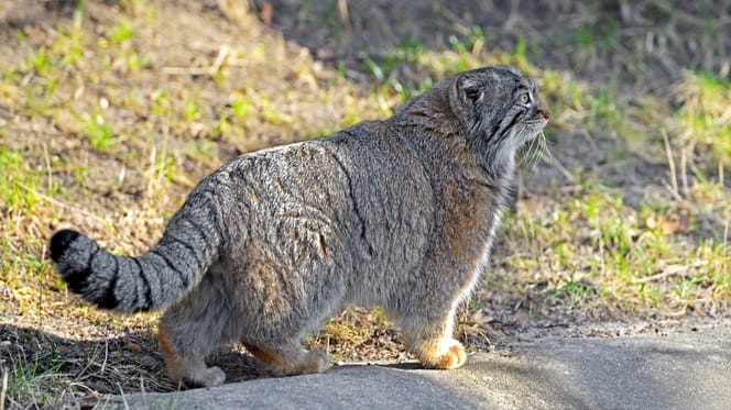 Un chat de Pallas dans la montagne