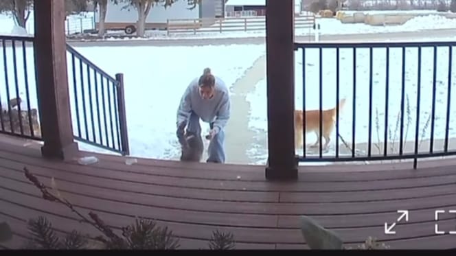 A cat returning home, filmed by a security camera