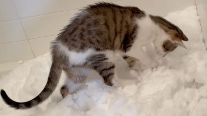 Eine Katze entdeckt Schnee