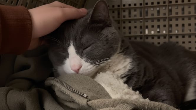 Een kat in een kooi in het asiel terwijl zijn baasje in het ziekenhuis ligt