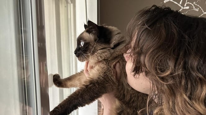Eine Katze vor dem Fenster