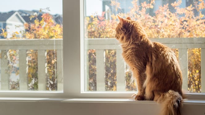 A cat in front of a window