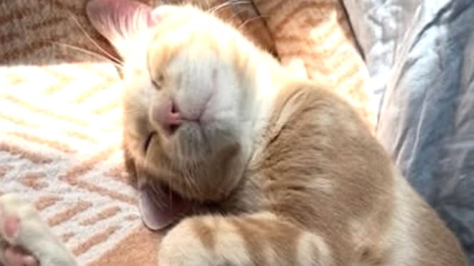 Un chat dors