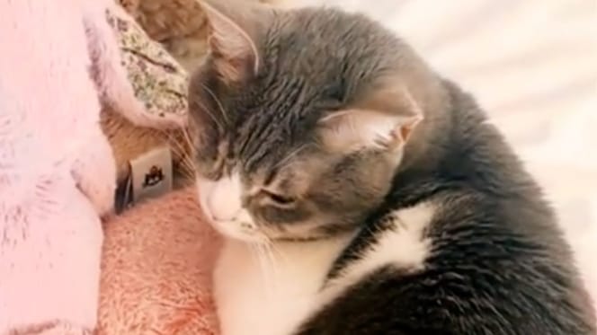 Un chat en hiver