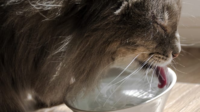 Un chat en train de boire