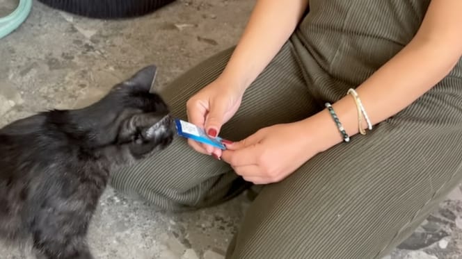 Un chat en train de manger FELIX® Deli Moments