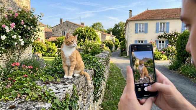 un chat en train de se faire photographier