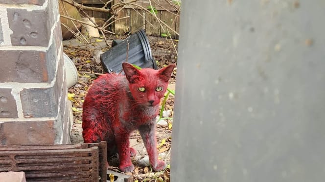Eine komplett rote Katze