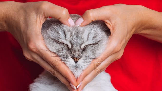 Un gatto circondato da affetto